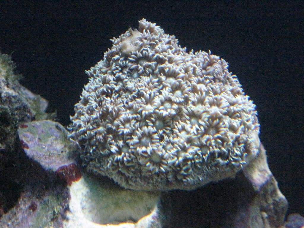 newgonipora.jpg