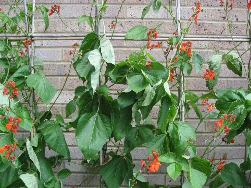Drooping runner bean leaves My Garden
