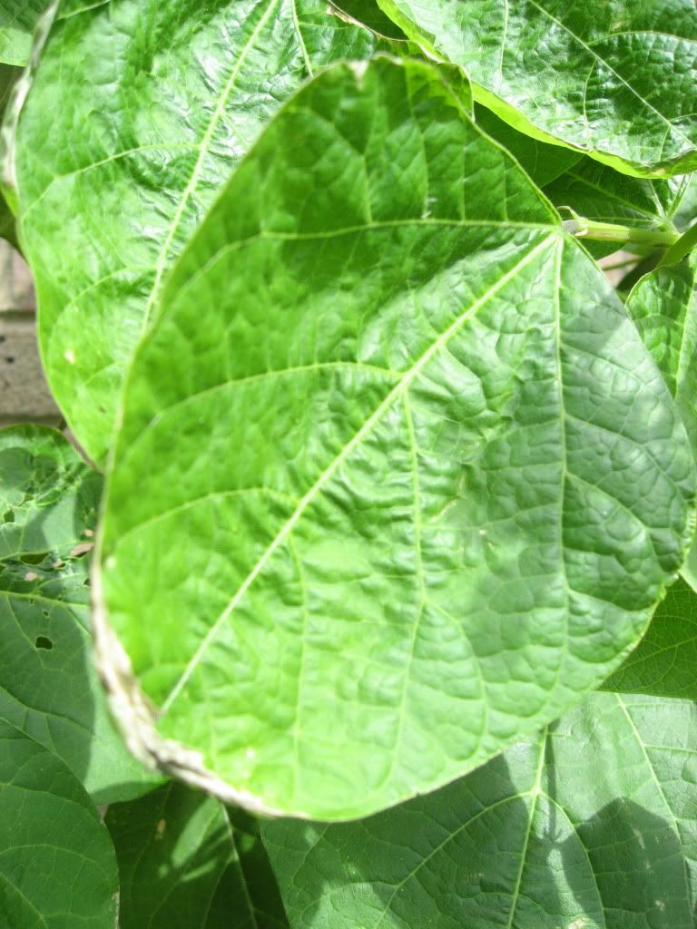 Drooping runner bean leaves My Garden