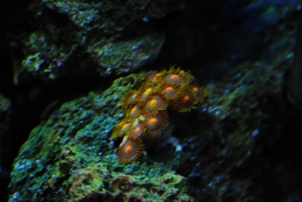 DSC_0606_zpsb1390be5.jpg