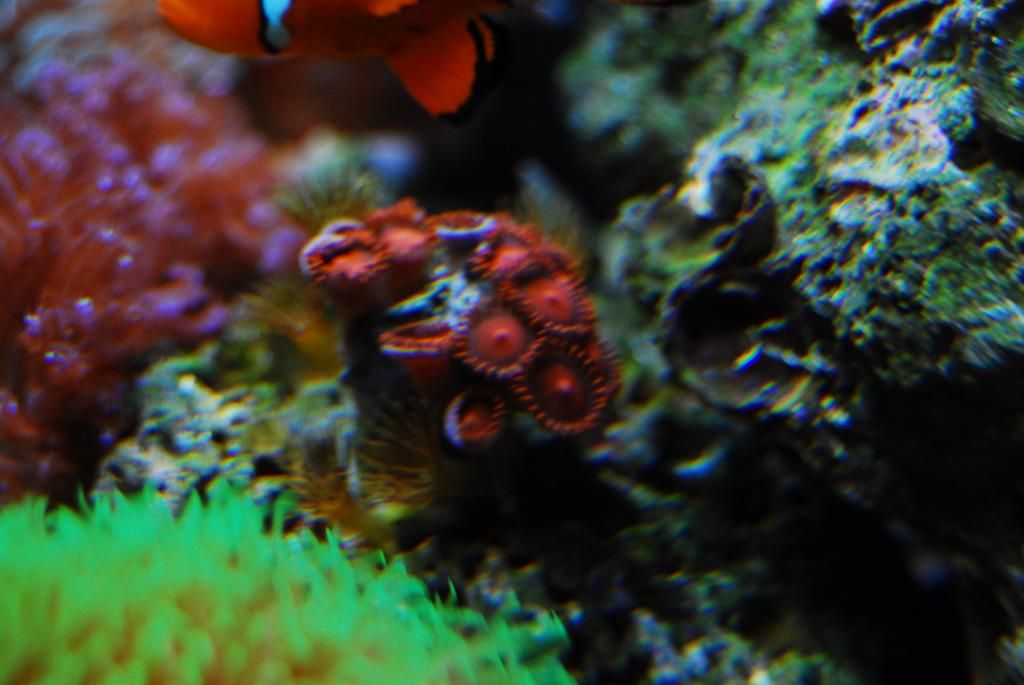 DSC_0620_zps2b2a5fbc.jpg
