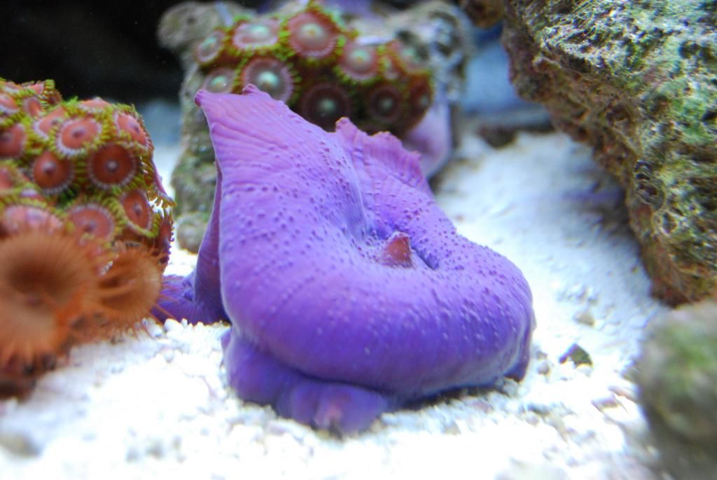 DSC_0744_zpsaf5609d4.jpg