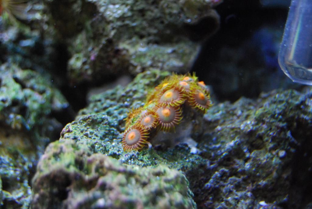 DSC_0761_zps46f67592.jpg
